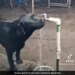 Dog Turning Off Tap After Drinking Water Internet Says Humans Should Learn Watch Viral Video – कुत्ते ने नल खोलकर पिया पानी, फिर खुद ही बंद भी कर दिया, IPS बोला- डॉगी से सीखना चाहिए