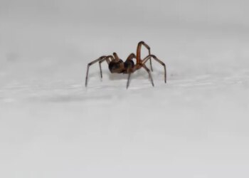Woman Slammed For Asking Police To Remove Spider From Her House In UK Then What Happened Next