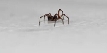 Woman Slammed For Asking Police To Remove Spider From Her House In UK Then What Happened Next