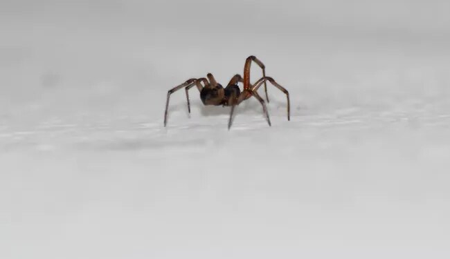 Woman Slammed For Asking Police To Remove Spider From Her House In UK Then What Happened Next