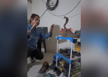 Long And Dangerous Cobra Came Out Of Small Shoe, Be Careful In Monsoon