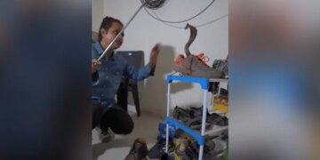 Long And Dangerous Cobra Came Out Of Small Shoe, Be Careful In Monsoon