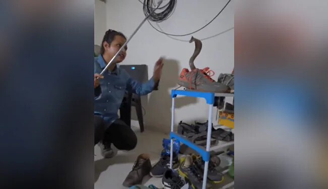 Long And Dangerous Cobra Came Out Of Small Shoe, Be Careful In Monsoon
