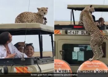 Cheetah Jumped On Tourists Vehicle Then Sitting On The Roof What Happened Next Watch Viral Video