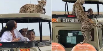 Cheetah Jumped On Tourists Vehicle Then Sitting On The Roof What Happened Next Watch Viral Video