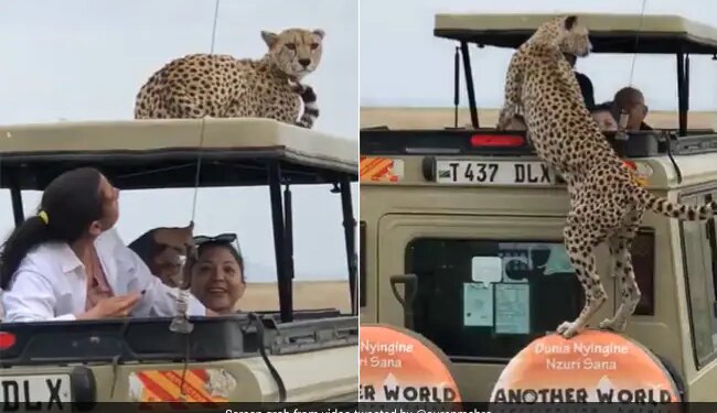 Cheetah Jumped On Tourists Vehicle Then Sitting On The Roof What Happened Next Watch Viral Video