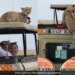 Cheetah Jumped On Tourists Vehicle Then Sitting On The Roof What Happened Next Watch Viral Video