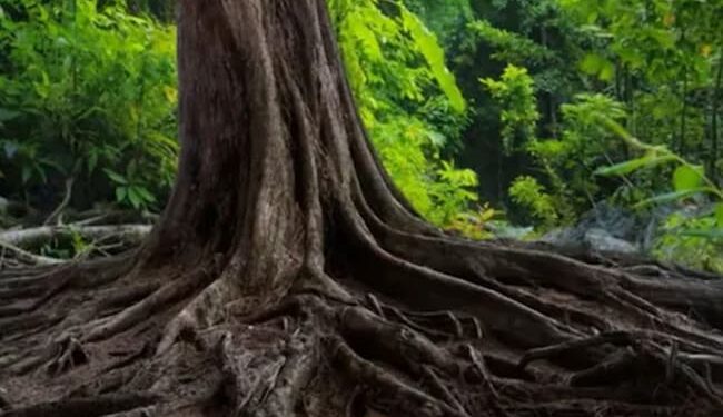 इस तस्वीर में छिपा है एक काला नाग, बतलाने पर कहलाएंगे सरताज, 30 सेकंड का समय है