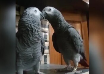 Parrot Missing From The House Owner Put Up Posters Across The City Reward Announce For The Finder In Karnataka