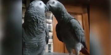Parrot Missing From The House Owner Put Up Posters Across The City Reward Announce For The Finder In Karnataka