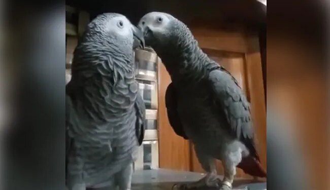 Parrot Missing From The House Owner Put Up Posters Across The City Reward Announce For The Finder In Karnataka