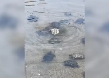 Turtles Gave Social Message, How Together We Can Help Each Other, Watch Video
