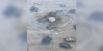 Turtles Gave Social Message, How Together We Can Help Each Other, Watch Video