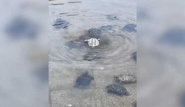 Turtles Gave Social Message, How Together We Can Help Each Other, Watch Video