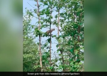 Leopard Jumped On The Tree For Hunting Monkey Caught In The Mouth And Then This Happened Next Watch Shocking Viral Video – तेंदुए ने पेड़ पर चढ़कर लगाई छलांग, बंदर पर किया ज़ोरदार हमला, मुंह में दबोचकर कूदा नीचे और फिर…