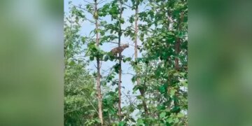 Leopard Jumped On The Tree For Hunting Monkey Caught In The Mouth And Then This Happened Next Watch Shocking Viral Video – तेंदुए ने पेड़ पर चढ़कर लगाई छलांग, बंदर पर किया ज़ोरदार हमला, मुंह में दबोचकर कूदा नीचे और फिर…