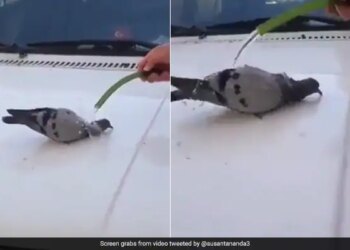 Pigeon Drinks Water Then Sit Under The Pipe And Took A Bath To Beat The Heat Watch Viral Video – गर्मी से परेशान कबूतर ने पहले पिया पानी, फिर पाइप के नीचे बैठकर मज़े से लगा नहाने