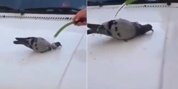 Pigeon Drinks Water Then Sit Under The Pipe And Took A Bath To Beat The Heat Watch Viral Video – गर्मी से परेशान कबूतर ने पहले पिया पानी, फिर पाइप के नीचे बैठकर मज़े से लगा नहाने