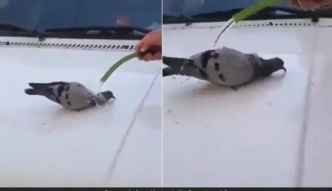 Pigeon Drinks Water Then Sit Under The Pipe And Took A Bath To Beat The Heat Watch Viral Video – गर्मी से परेशान कबूतर ने पहले पिया पानी, फिर पाइप के नीचे बैठकर मज़े से लगा नहाने