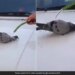 Pigeon Drinks Water Then Sit Under The Pipe And Took A Bath To Beat The Heat Watch Viral Video – गर्मी से परेशान कबूतर ने पहले पिया पानी, फिर पाइप के नीचे बैठकर मज़े से लगा नहाने