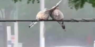 आंधी, तूफान आने के बावजूद भी दोनों चिड़िया एक साथ डट रहे, लाखों लोग कर रहे हैं हिम्मत को सलाम