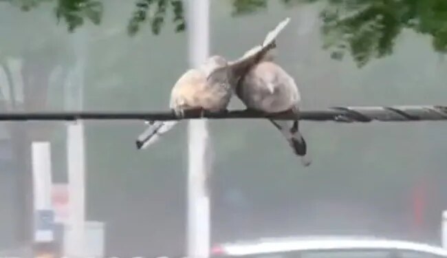 आंधी, तूफान आने के बावजूद भी दोनों चिड़िया एक साथ डट रहे, लाखों लोग कर रहे हैं हिम्मत को सलाम