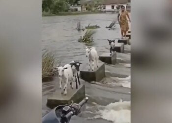 Goats Showed Excellent Skill To Cross The Dangerous River, People Said – This Is A Lesson – ख़तरनाक नदी को पार करने के लिए बकरियों ने दिखाई बेहतरीन स्किल, लोगों ने कहा