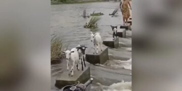 Goats Showed Excellent Skill To Cross The Dangerous River, People Said – This Is A Lesson – ख़तरनाक नदी को पार करने के लिए बकरियों ने दिखाई बेहतरीन स्किल, लोगों ने कहा