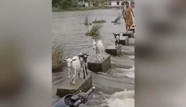 Goats Showed Excellent Skill To Cross The Dangerous River, People Said – This Is A Lesson – ख़तरनाक नदी को पार करने के लिए बकरियों ने दिखाई बेहतरीन स्किल, लोगों ने कहा