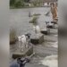 Goats Showed Excellent Skill To Cross The Dangerous River, People Said – This Is A Lesson – ख़तरनाक नदी को पार करने के लिए बकरियों ने दिखाई बेहतरीन स्किल, लोगों ने कहा