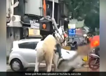Due To Rain In Mumbai, Swiggy Delivery Boy Carried Food To People On Horseback, Video Went Viral