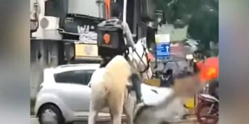 Due To Rain In Mumbai, Swiggy Delivery Boy Carried Food To People On Horseback, Video Went Viral