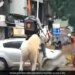 Due To Rain In Mumbai, Swiggy Delivery Boy Carried Food To People On Horseback, Video Went Viral