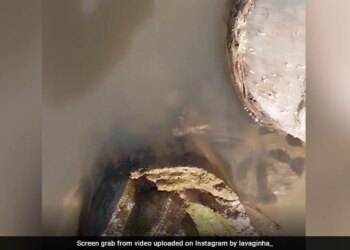 Anaconda Leaps Out Of The Water Attacked The Man Sitting On The Boat Then What Happened Next See Viral Video