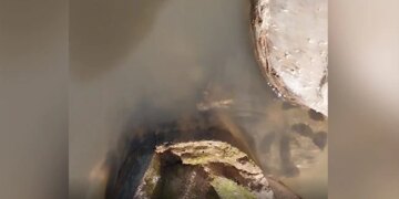 Anaconda Leaps Out Of The Water Attacked The Man Sitting On The Boat Then What Happened Next See Viral Video