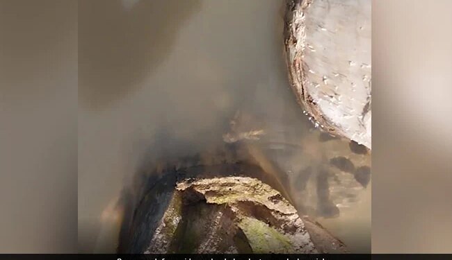 Anaconda Leaps Out Of The Water Attacked The Man Sitting On The Boat Then What Happened Next See Viral Video