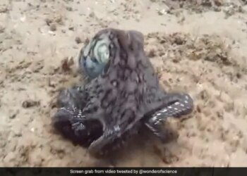 Octopus Changing Colour While Swimming Internet Says Mysterious Watch Viral Video – पानी में तैरते हुए हर पल रंग बदलता है ये Octopus, अद्भुत Video देख मंत्रमुग्ध हुए लोग, बोले