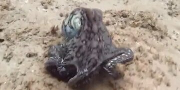 Octopus Changing Colour While Swimming Internet Says Mysterious Watch Viral Video – पानी में तैरते हुए हर पल रंग बदलता है ये Octopus, अद्भुत Video देख मंत्रमुग्ध हुए लोग, बोले