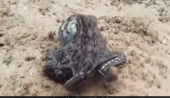 Octopus Changing Colour While Swimming Internet Says Mysterious Watch Viral Video – पानी में तैरते हुए हर पल रंग बदलता है ये Octopus, अद्भुत Video देख मंत्रमुग्ध हुए लोग, बोले