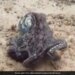 Octopus Changing Colour While Swimming Internet Says Mysterious Watch Viral Video – पानी में तैरते हुए हर पल रंग बदलता है ये Octopus, अद्भुत Video देख मंत्रमुग्ध हुए लोग, बोले
