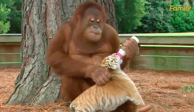 बाघ के बच्चे को मां की तरह पाल रही है या चिंपैजी, वीडियो देख बेहद भावुक हो जाएंगे आप