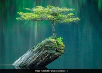 Anand Mahindra Shared A Beautiful And Motivation Picture On Social Media, Photo Went Viral