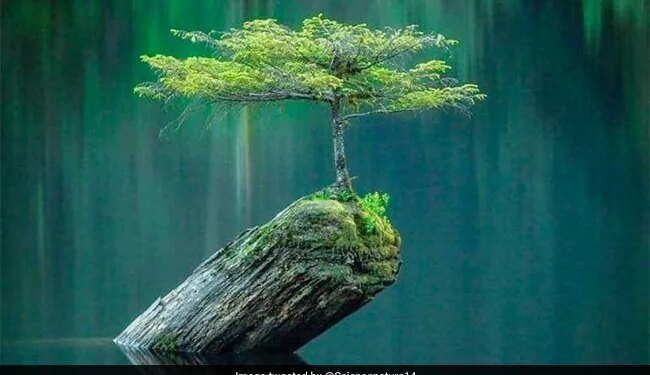 Anand Mahindra Shared A Beautiful And Motivation Picture On Social Media, Photo Went Viral