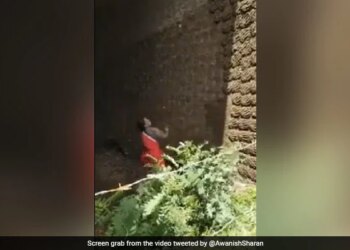 Woman Making Cow Dung Cake To Bounce In The Air And Put Them On The Wall Watch Viral Video – हवा में उछालकर दीवार पर उपले लगा रही थी महिला, IAS बोला- ‘बास्केटबॉल टीम इन्हें ढूंढ रही है’