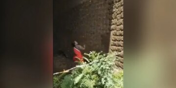 Woman Making Cow Dung Cake To Bounce In The Air And Put Them On The Wall Watch Viral Video – हवा में उछालकर दीवार पर उपले लगा रही थी महिला, IAS बोला- ‘बास्केटबॉल टीम इन्हें ढूंढ रही है’