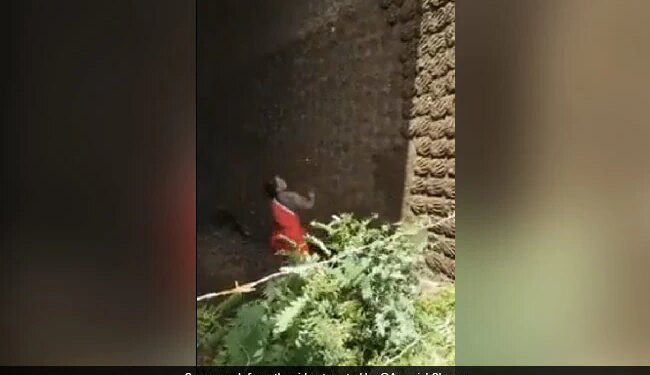 Woman Making Cow Dung Cake To Bounce In The Air And Put Them On The Wall Watch Viral Video – हवा में उछालकर दीवार पर उपले लगा रही थी महिला, IAS बोला- ‘बास्केटबॉल टीम इन्हें ढूंढ रही है’