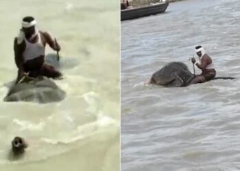 Elephant Cross Swollen Ganga River With Mahout On Its Back In Bihar Vaishali Watch Viral Video