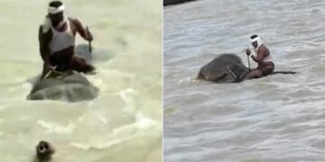 Elephant Cross Swollen Ganga River With Mahout On Its Back In Bihar Vaishali Watch Viral Video