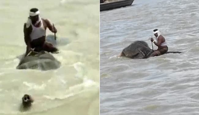 Elephant Cross Swollen Ganga River With Mahout On Its Back In Bihar Vaishali Watch Viral Video