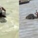 Elephant Cross Swollen Ganga River With Mahout On Its Back In Bihar Vaishali Watch Viral Video